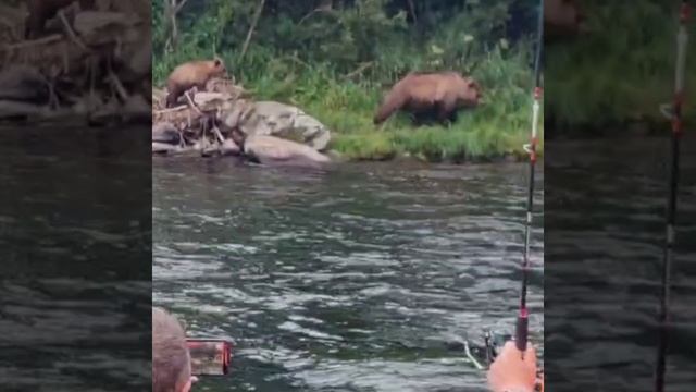 Медведи на Камчатке смотреть онлайн