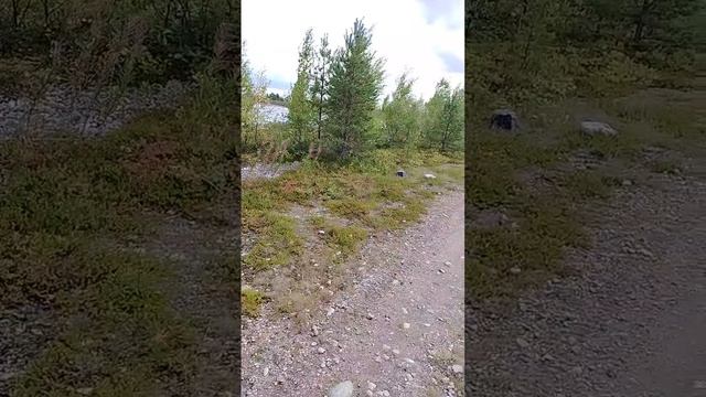 Дары лесу за открытие дорог в магии. смотреть онлайн