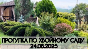 Прогулка по хвойному саду 24.08.2025. Что с моими хвойными?