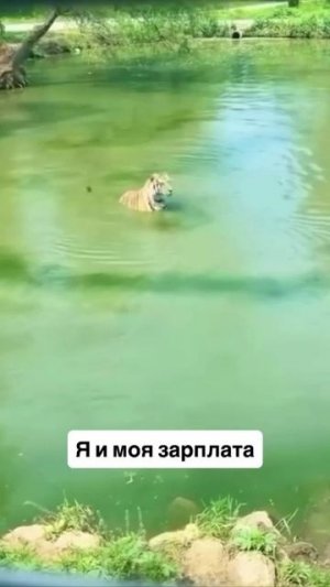 И так всегда