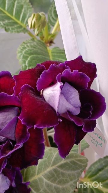 Мои красавицы 😍🌹🌹🌹🌱🌱🌱#глоксинииизсемян смотреть онлайн