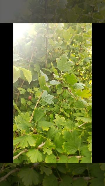 урожай лета.mp4 смотреть онлайн