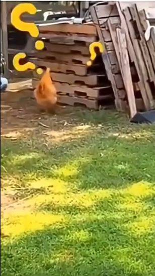 Пёс троллит курицу :) смотреть онлайн