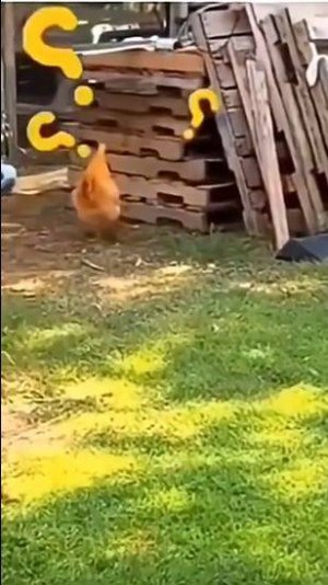 Пёс троллит курицу :)