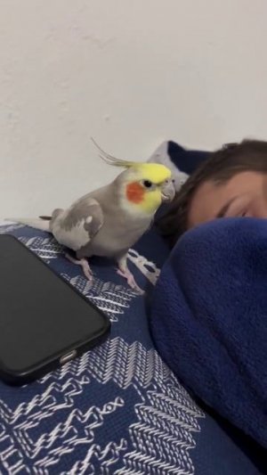 Попугай научился повторять звук будильника на айфоне #shorts