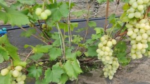 Г. ф. винограда Ранний Палыча (СУ) в Воронеже. 20.08.25.