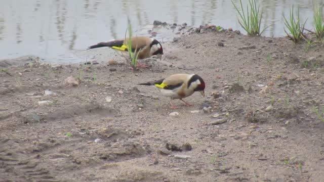Щеглы - яркие красивые птички крупным планом смотреть онлайн