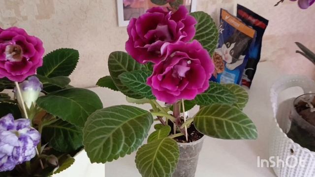 Обзор на все мои глоксинии которые сейчас цветут 🤗красота неимоверная 😍🙏😇😇#глоксиния #цветы смотреть онлайн