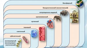Уровни организации живого