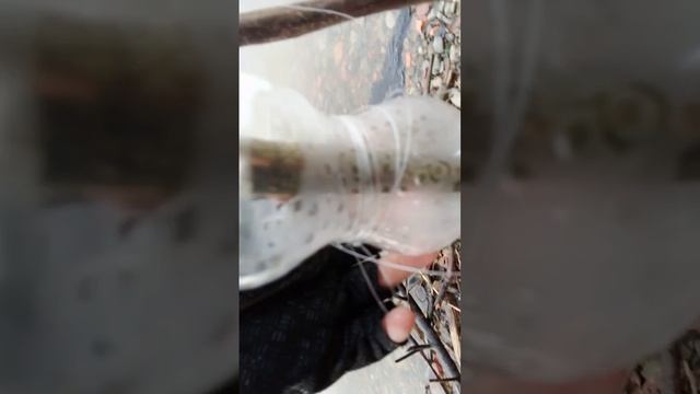 рыбалка на закедушки на амуре