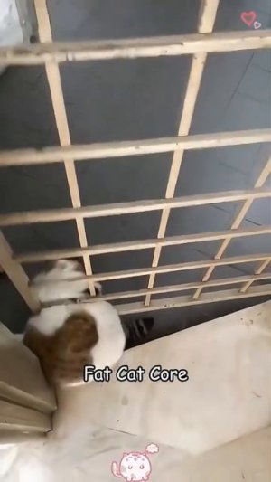 Мешки для корма