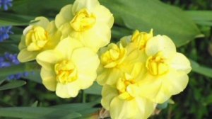 Нарциссы после цветения, хранение луковиц и посадка.