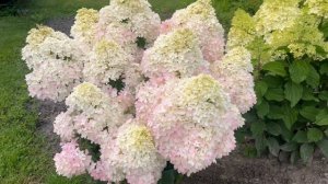 Pinkachu - розовое облако и украшение  сада)