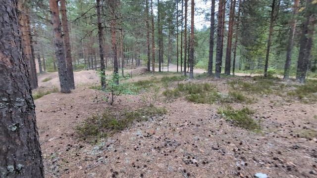 у озера в лесу ищу грибы