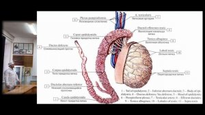 Семенной канатик. Топография