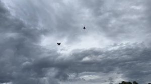 Питомник "Западный" молодежь (битобородые) +7 909 667-53-00 Виктор