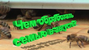 Забудьте о Бипине! Кашковский о безопасной обработке, которая лечит всё: клеща, вирусы, нозематоз