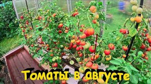 "Томаты в теплице на конец августа."#сад#огород#дача