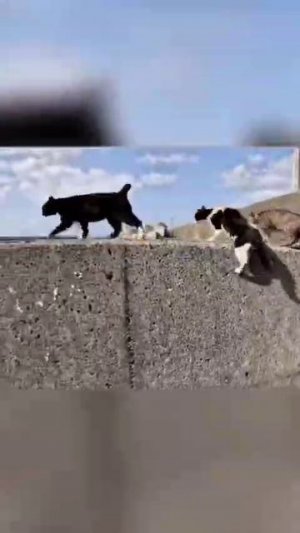 Котики на районе