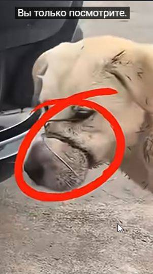 Спас от мучительной смерти ! смотреть онлайн