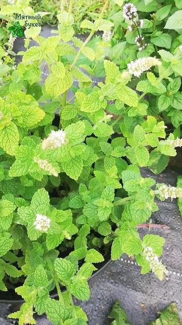 Мята Ананасная зеленая. Август 2025г