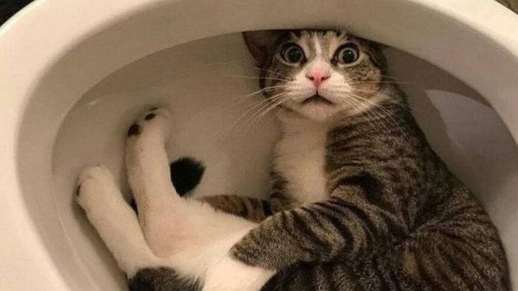 Угарный кот)))