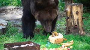 Бурые медведи Валя и Леха празднуют День рождения зоопарка!