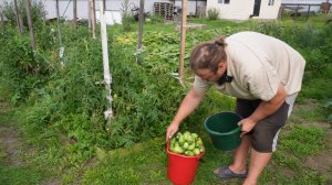 С 12 кустов ВОТ ПО ТАКОМУ ВЕДРУ  ПОМИДОР собираю каждый день ИХ уже девать некуда