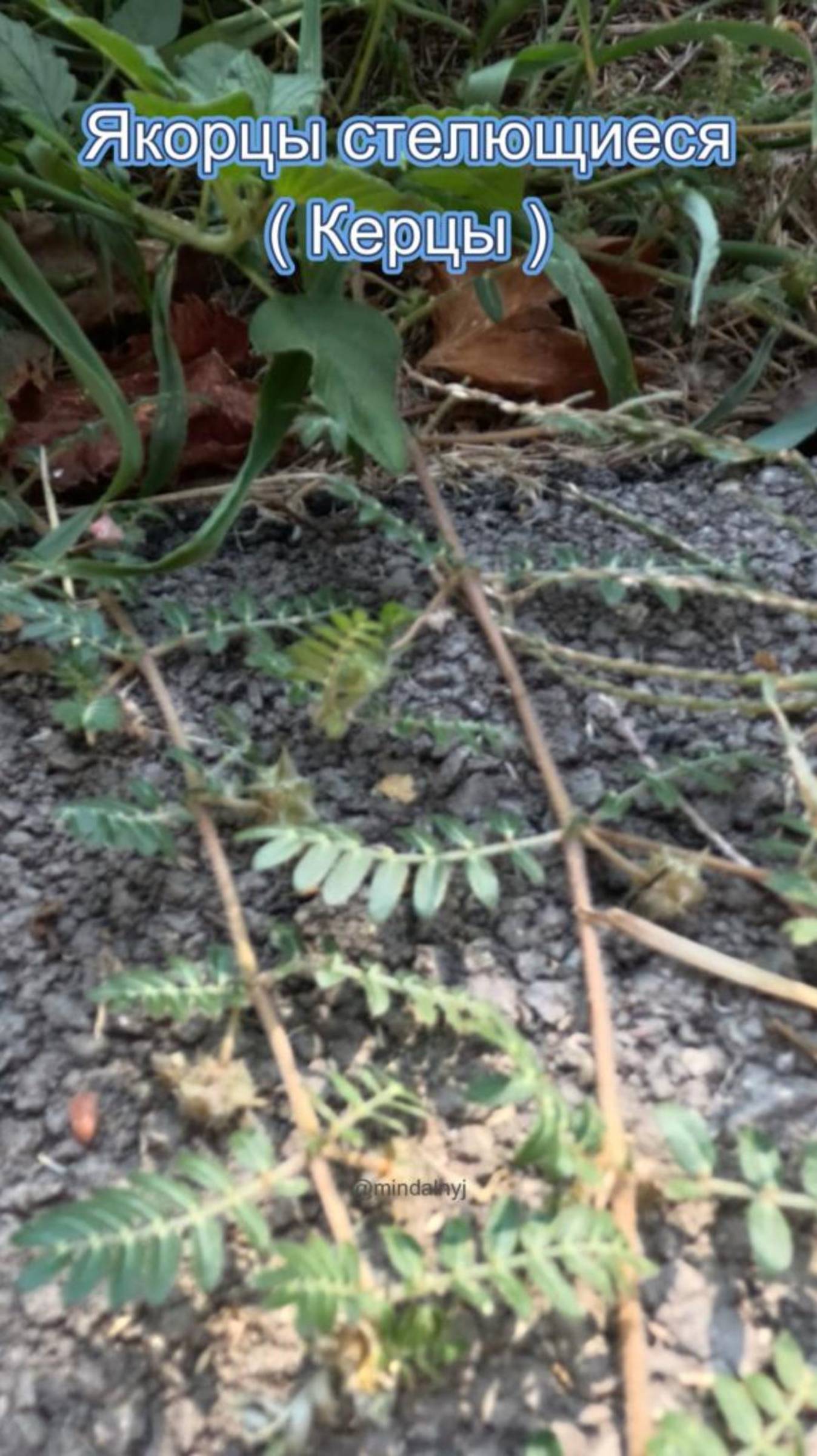 Якорцы стелющиеся ( керцы ) - гроза велосипедных колёс в южных регионах