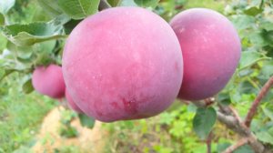 Сорт позднелетнего яблока Баритон