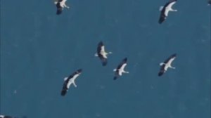 В.Высоцкий Белое Безмолвие