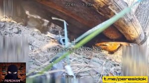 Премию Дарвина в студию!