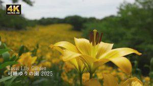 САДЫ ЯПОНИИ. ЛИЛЕЙНЫЙ САД КАСУИ. Потрясающие лилии, цветущие на холмах лилейного сада Касуи
