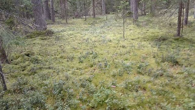 После проезда полное отсутствие каких либо следов , хоть камешки за собой кидай .