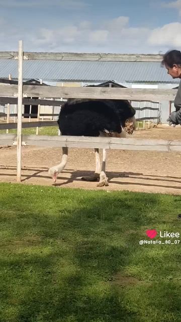 Страусиная ферма. Ивановская область. Шартомский страус. Путешествие. Экскурсия.