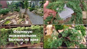 Формирую можжевельник Вилтони на арке.