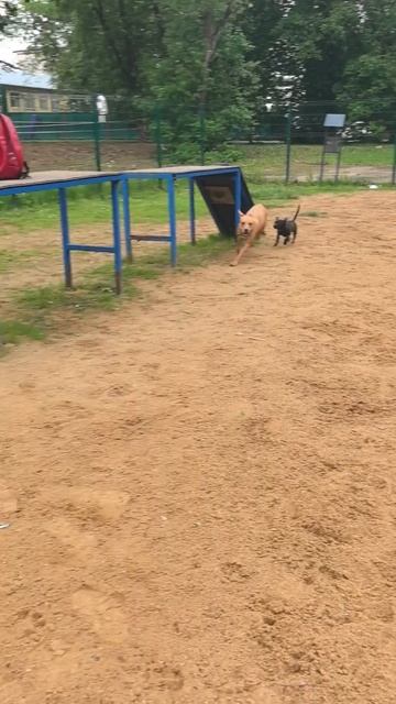 Неизвестные породы- Мия и Тея.