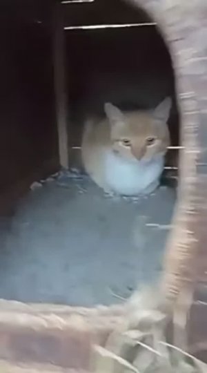 Знай свое место пёс )) я главный в доме