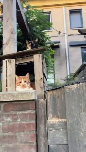 Видео наблюдение