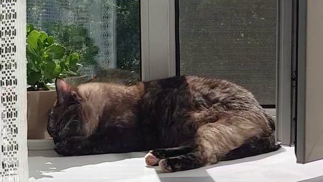 Леся и Сёма - Чистенькая Леся смотреть онлайн