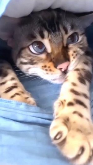 Доброе утро