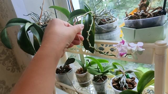 Орхидейная коллекция. Месяц в отпуске. Есть потери... смотреть онлайн