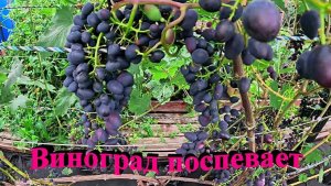 "Виноград на конец августа."#сад#огород#дача