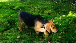 Русская гончая Майя  первый раз в лесу 3 мес. Гон зайца  ч.п/ч Сигнал (Плакуня) вл. Шатров В.А