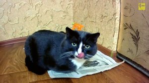 Кот говорит ОТКРОЙ ДВЕРЬ