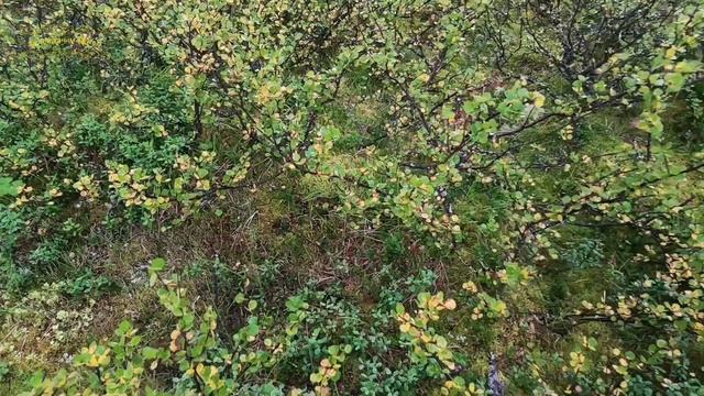 Воркута. 23.08.25. За урожаем! смотреть онлайн