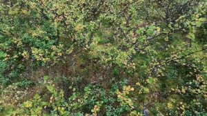 Воркута. 23.08.25.  За урожаем!