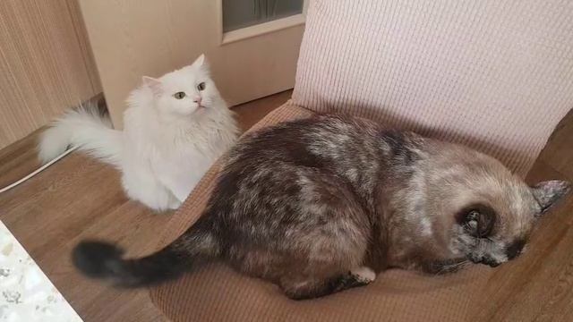 Леся и Сёма - Озорные домогательства смотреть онлайн