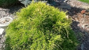 Chamaecyparis pisifera Sungold🌞🤩#ChamaecyparispisiferaSungold #сад #дача #garden