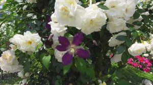 САДЫ ЯПОНИИ. НЕДЕЛЯ РОЗ В ЙОКОГАМЕ 2025. ПРЕКРАСНЫЕ ПО КРАСОТЕ Парк Ямасита, парк Харбор-Вью и др.